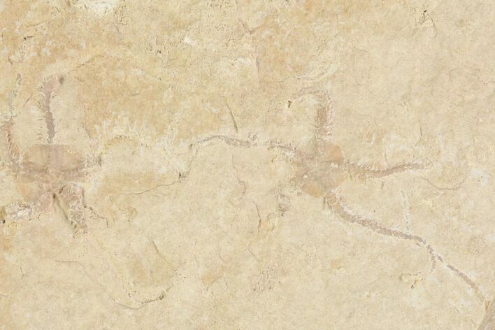 Pair of Jurassic Brittle Star (Sinosura) Fossils - Solnhofen #86397
